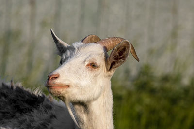 Close-up of a horse