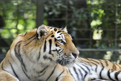 Close-up of tiger