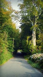 Road amidst trees