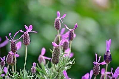 Close-up of purple flowering plants