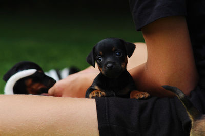 Low section of puppy on boy