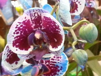 Close-up of plant