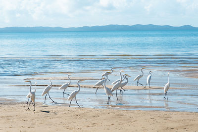 White herons on the edge of a beach. sea bird looking for food. wild animals.