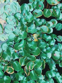 Close-up of green leaves on plant