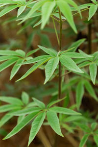 Close-up of plant leaves