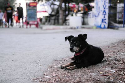 Dog sitting on roadside