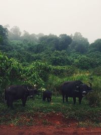 Horse grazing on grassy field