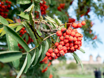 Close-up of berries growing on tree