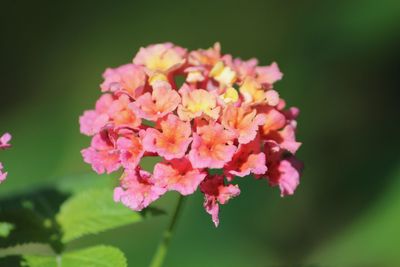 Close-up of pink flowering plant