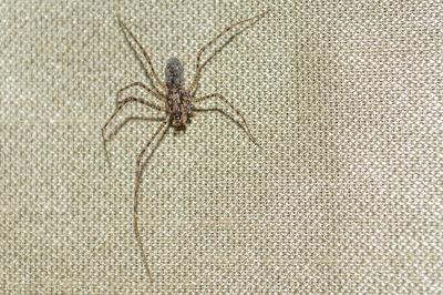 Close-up of spider on white surface