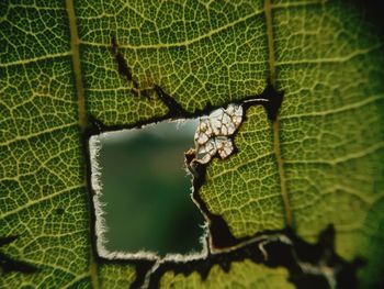 Close-up of leaf