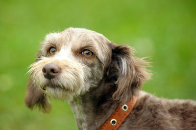 Close-up portrait of dog looking away