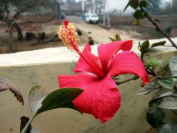 Close-up of red flowers blooming outdoors