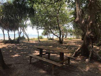 Bench and trees in park