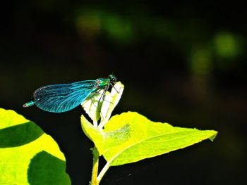 Close-up of grasshopper on leaf