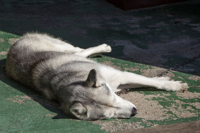High angle view of husky sleeping on weathered green metal