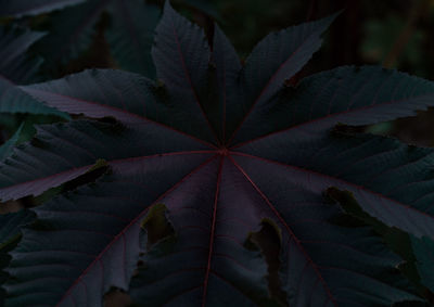 High angle view of leaves on plant