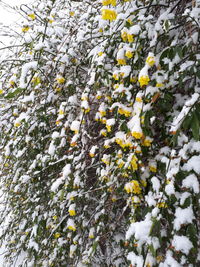 Close-up of snow covered plants