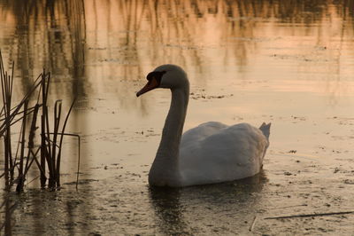 View of swan in lake