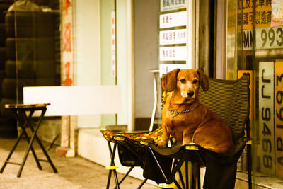 Portrait of dog sitting on table