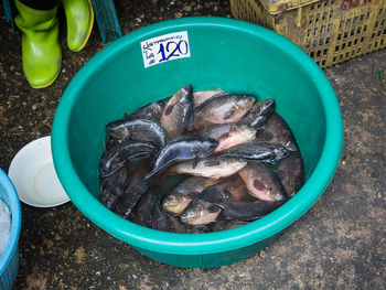 High angle view of fresh fish in bucket for sale on mahachai fish market, thailand