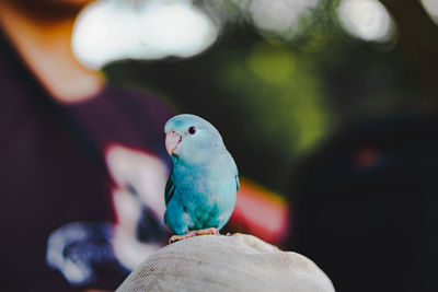 Close-up of blue parrot perching knee