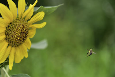 Insect pollinating on flower