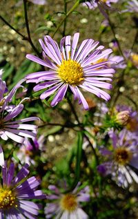 Close-up of purple flowers blooming outdoors