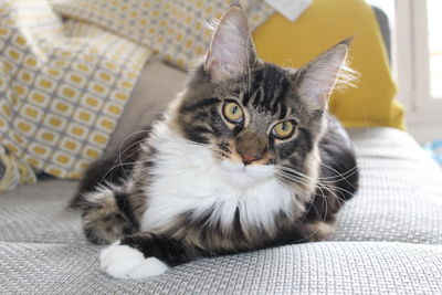 Close-up of cat resting on bed at home