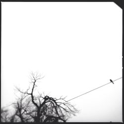Low angle view of bare tree against clear sky