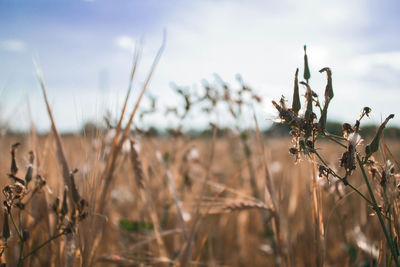 Close-up of stalks in field against sky