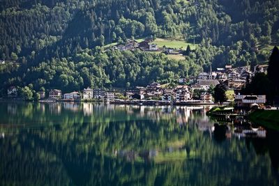 Scenic view of lake by trees and plants