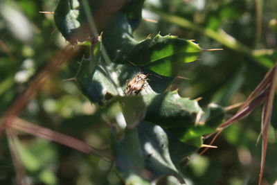 Close-up of insect on plant