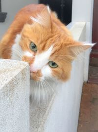 Close-up portrait of cat