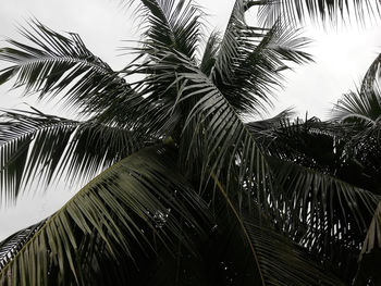 Low angle view of palm trees against sky