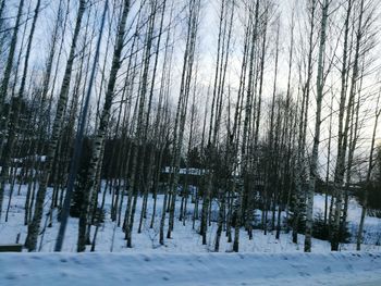 Trees in forest during winter