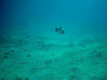 View of fishes swimming in sea