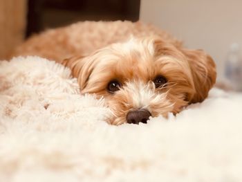 Close-up portrait of dog lying down at home