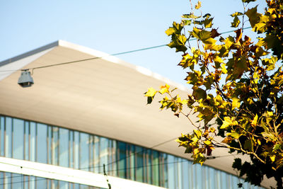 Low angle view of yellow flowering plant against building