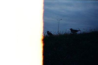 Birds perching on grass against sky during sunset