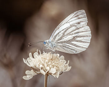 Close-up of butterfly pollinating on flower