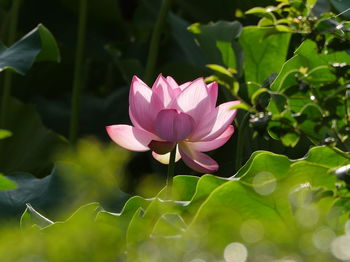 Close-up of pink lotus water lily