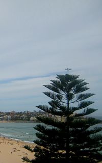 Trees against sky