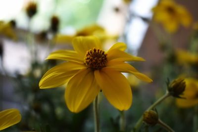 Close-up of yellow flower