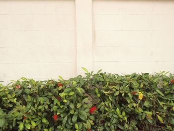 Close-up of ivy growing on wall