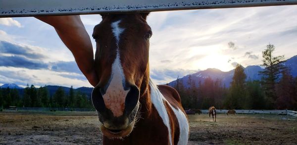 Horse standing in ranch