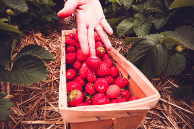 High angle view of hand holding strawberries