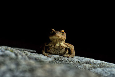 Close-up of lizard on rock against black background