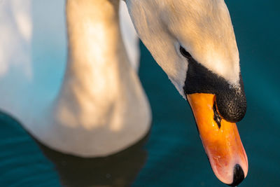 Mute swan swans pair low-level water side view macro animal background portrait