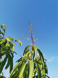 Low angle view of plant against clear blue sky